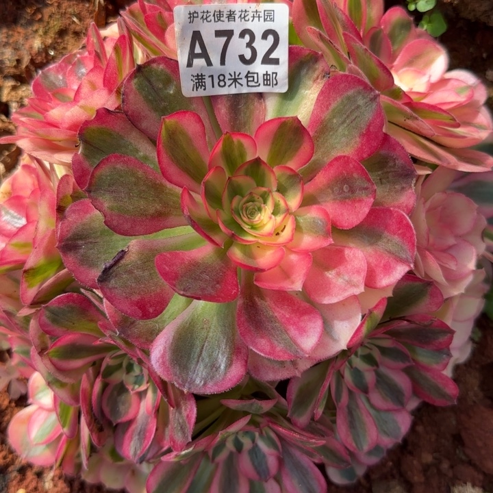 多肉法师倾城朵朵