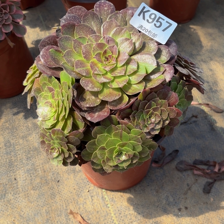 瑞妈多肉园艺957花月夜