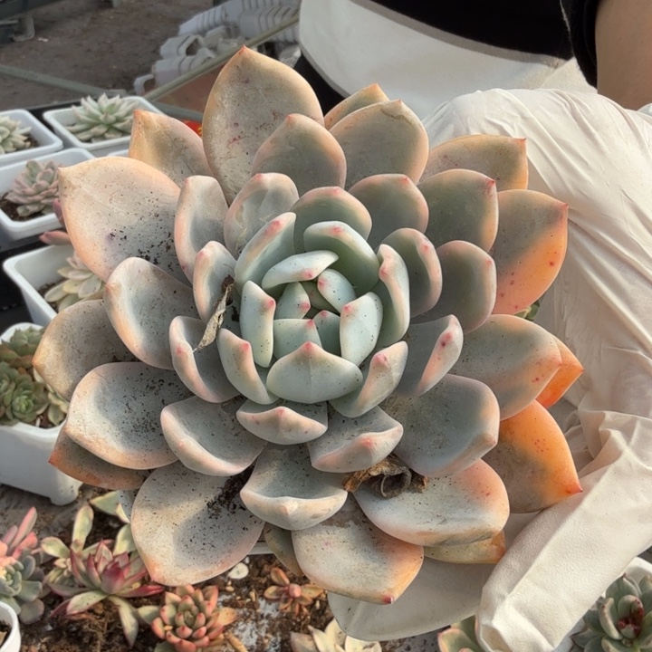 梦露锦多肉植物一物一拍