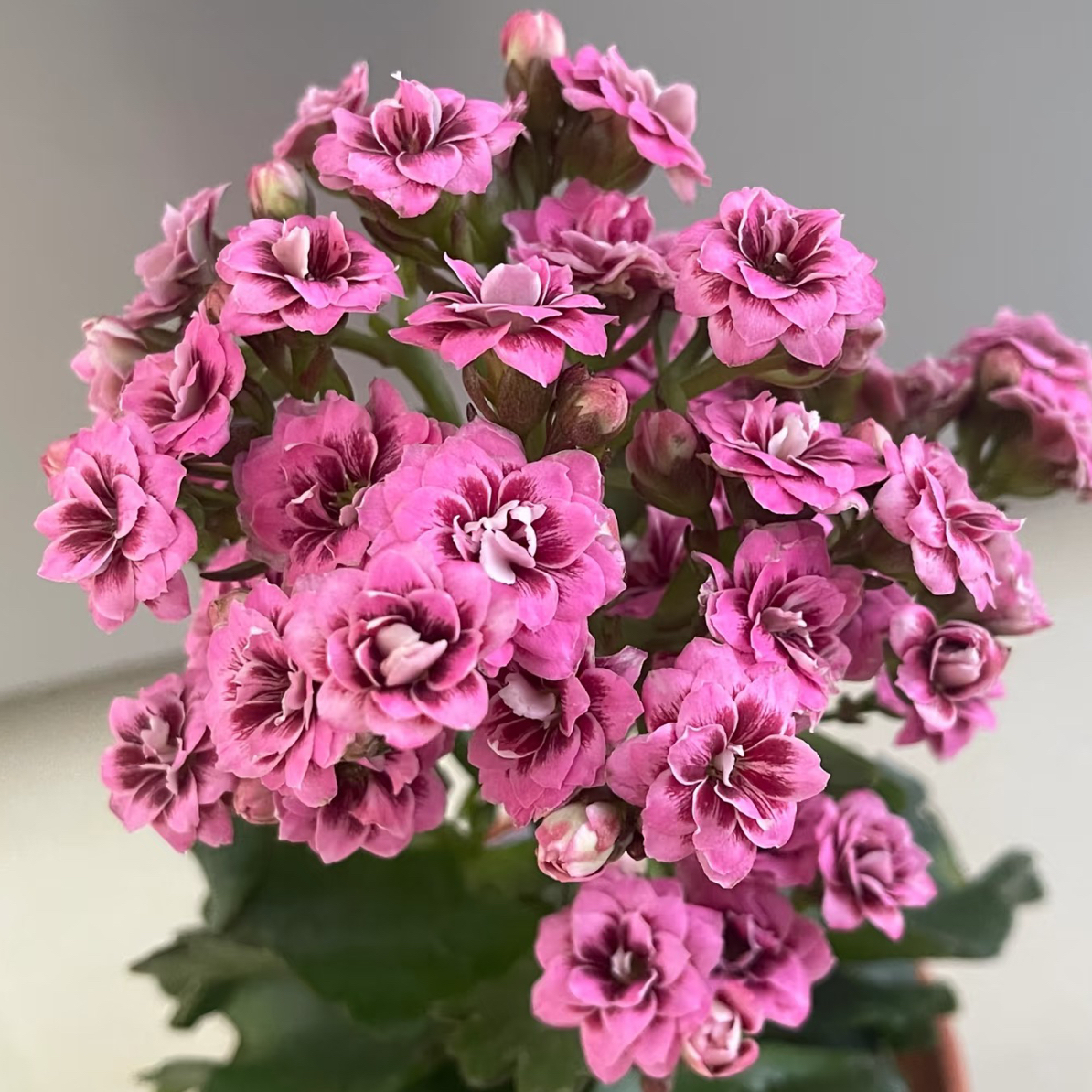 【艾默生】重瓣猫眼长寿花