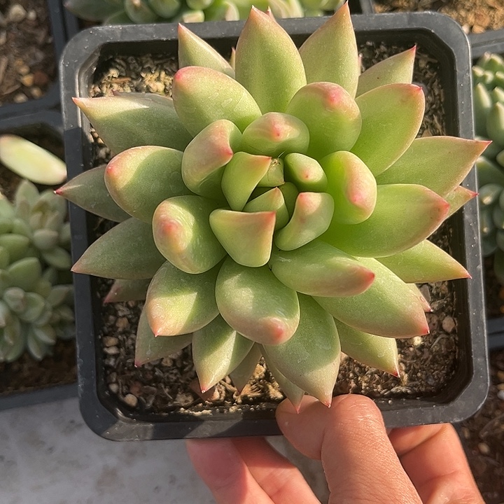 米其林多肉单头 美人