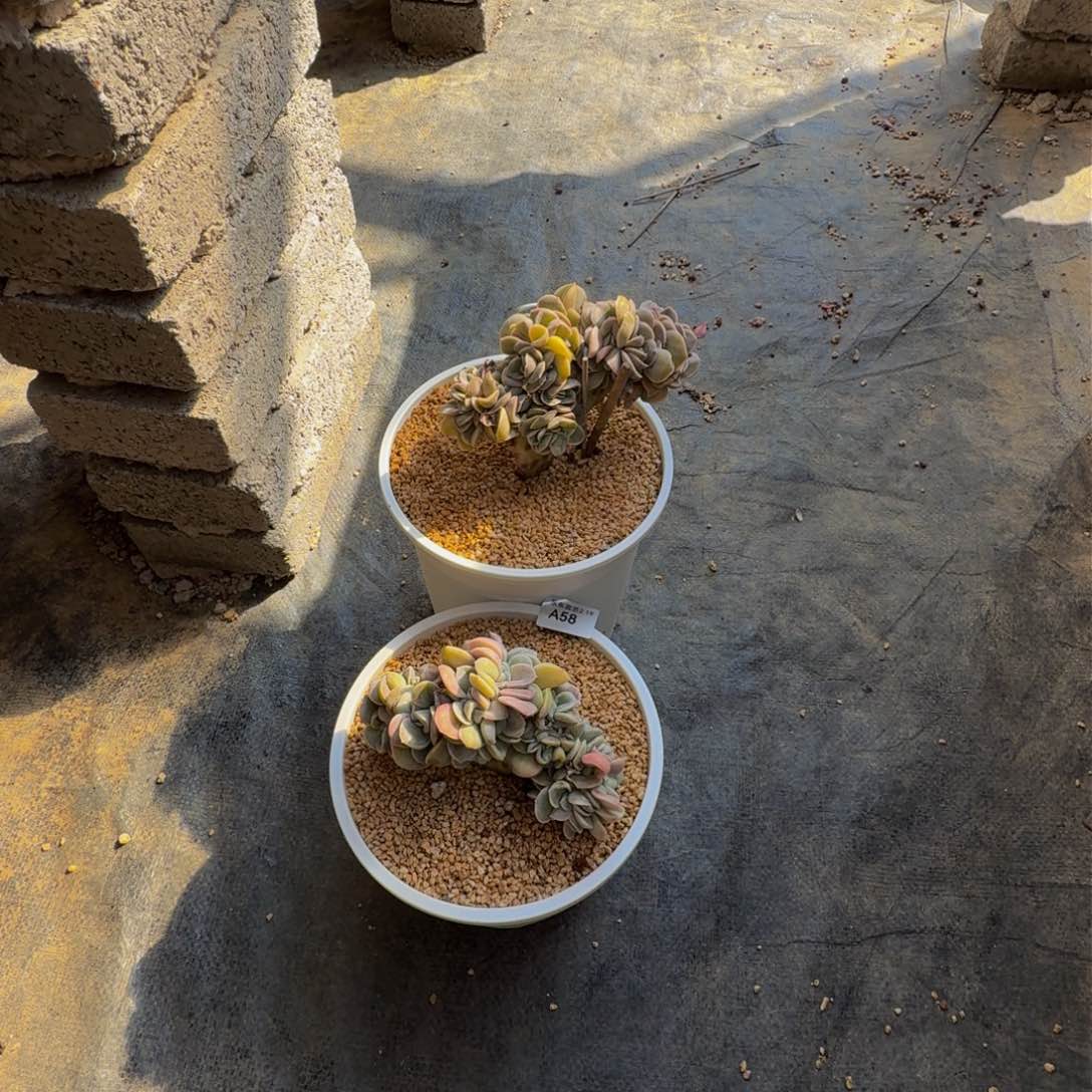 君**?a a a a a a a a a a 58