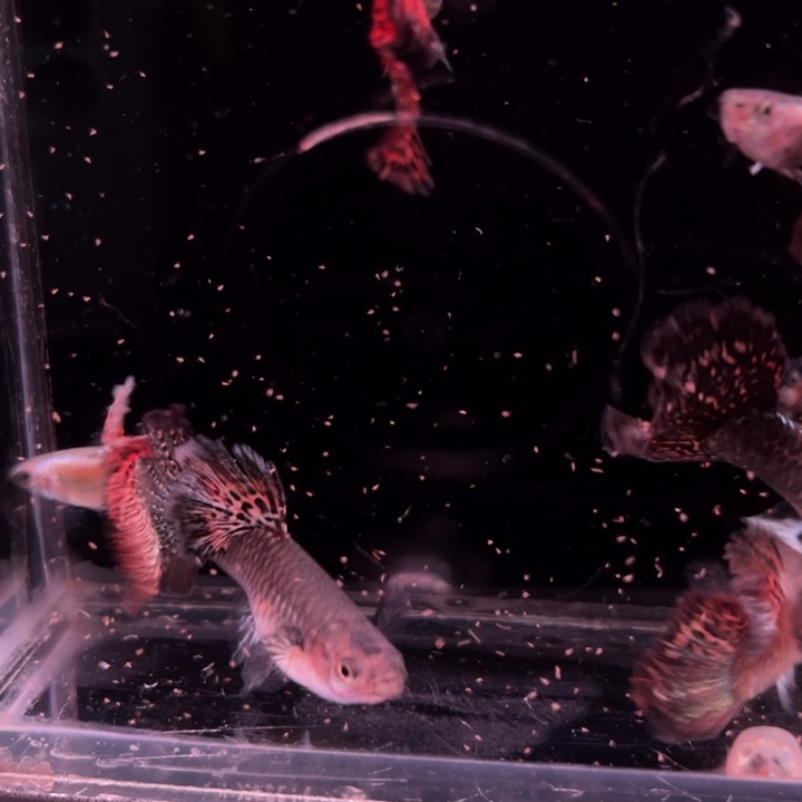 海水鱼半月尾红龙3对