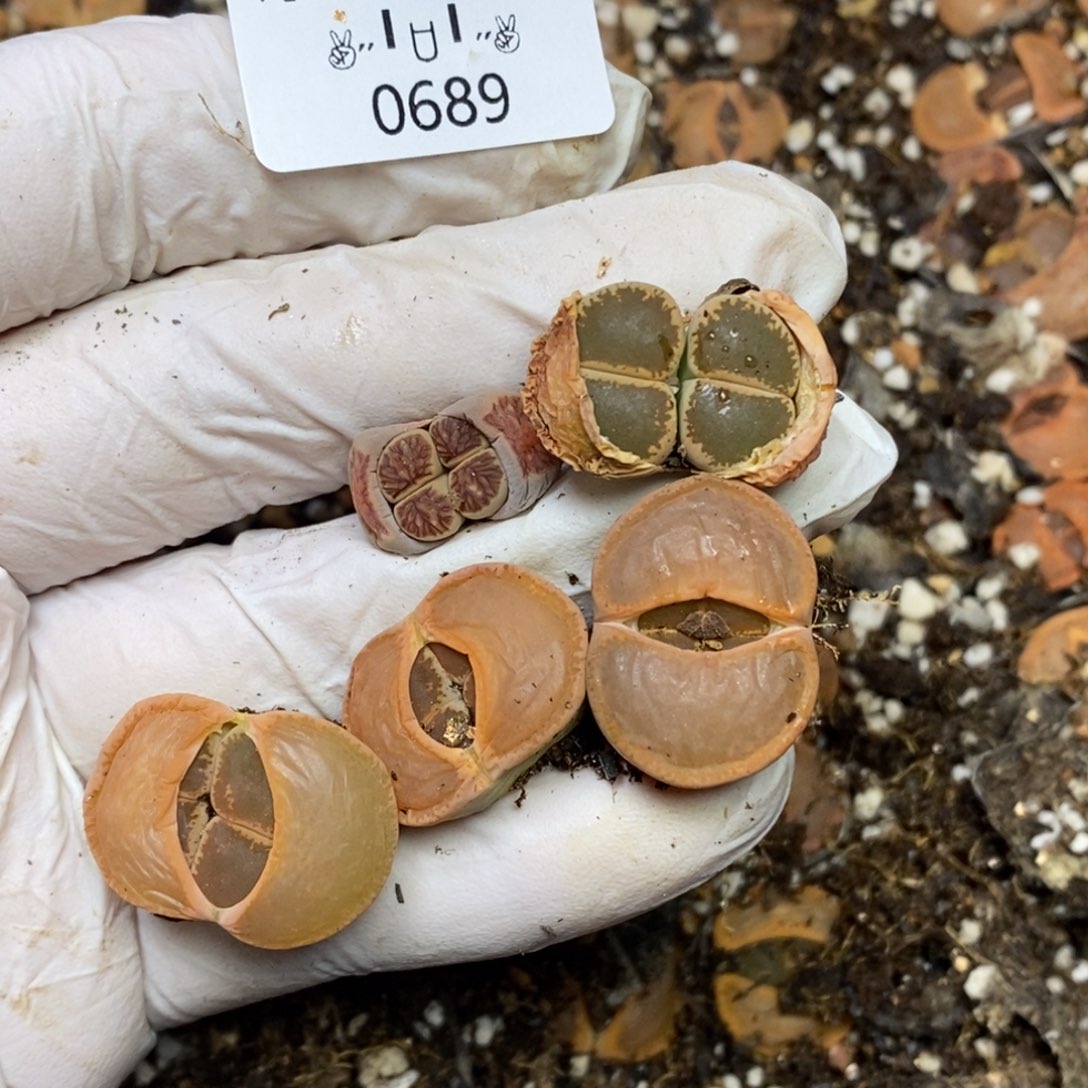 柯*咪0689。零下拍保温。