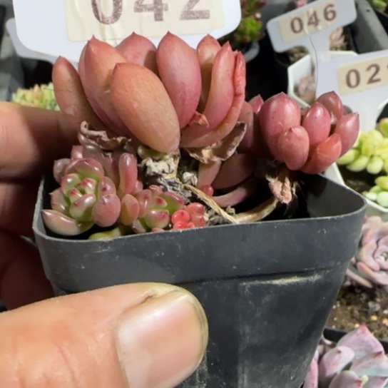 42红宝石一物一拍多肉