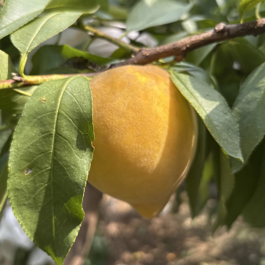 湖南怀化桃源高山黄桃新鲜应季爆甜多汁水果