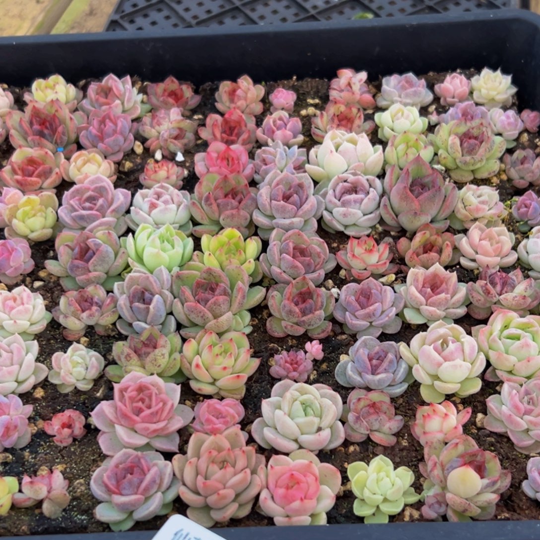 指***院603发货多肉10排扣小西装