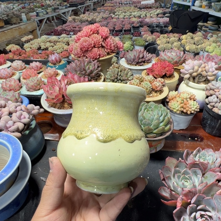 特价花盆满50发货内口9