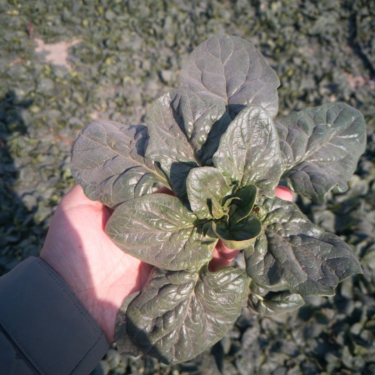 河南露天趴地菠菜3斤5斤现挖现发