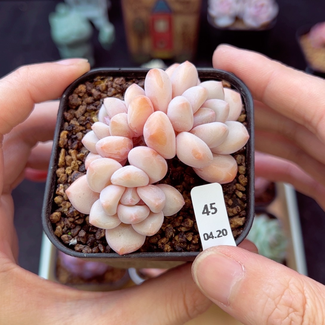 丸叶香水45、哈哈哈哈