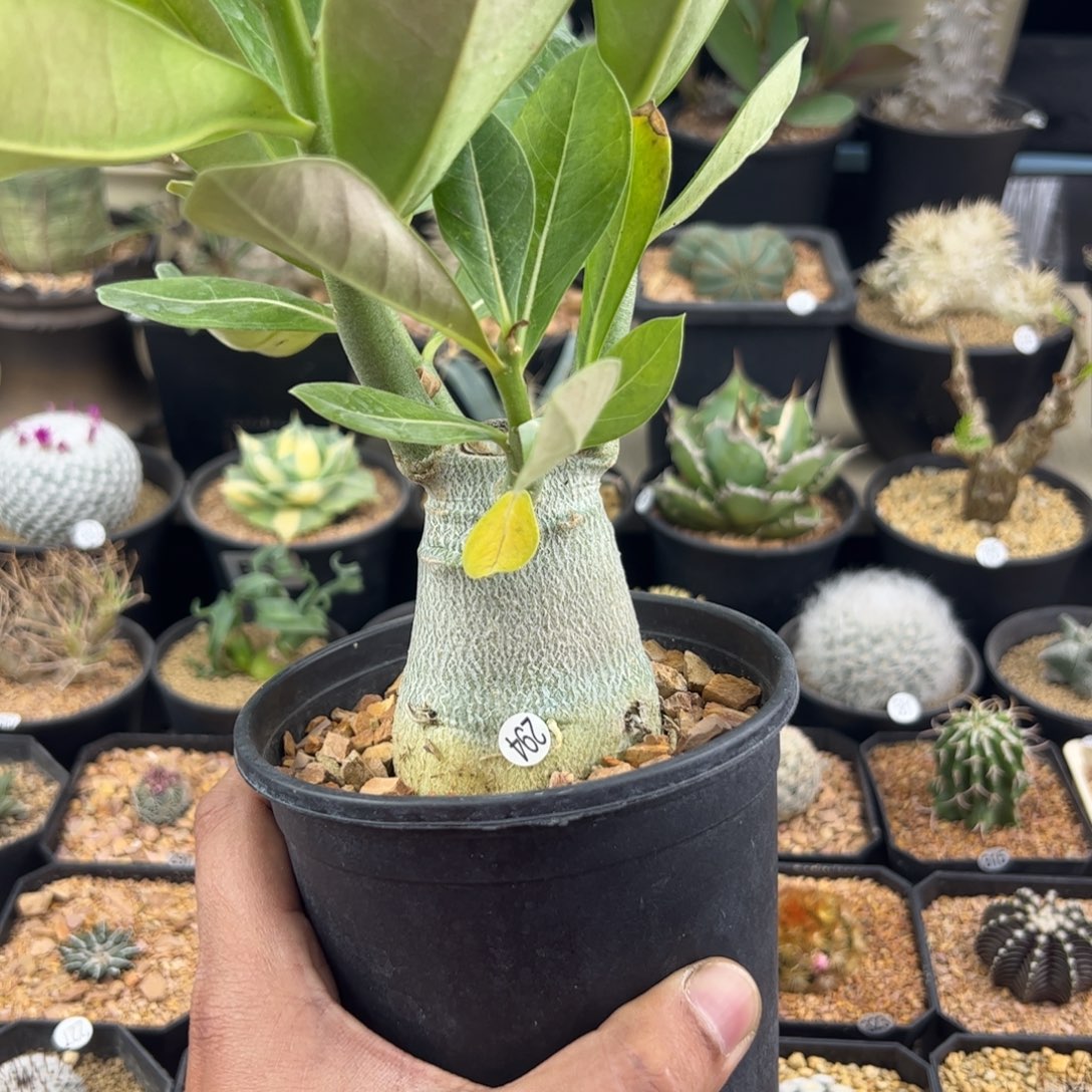 哥斯拉沙漠玫瑰5.5一物一拍294