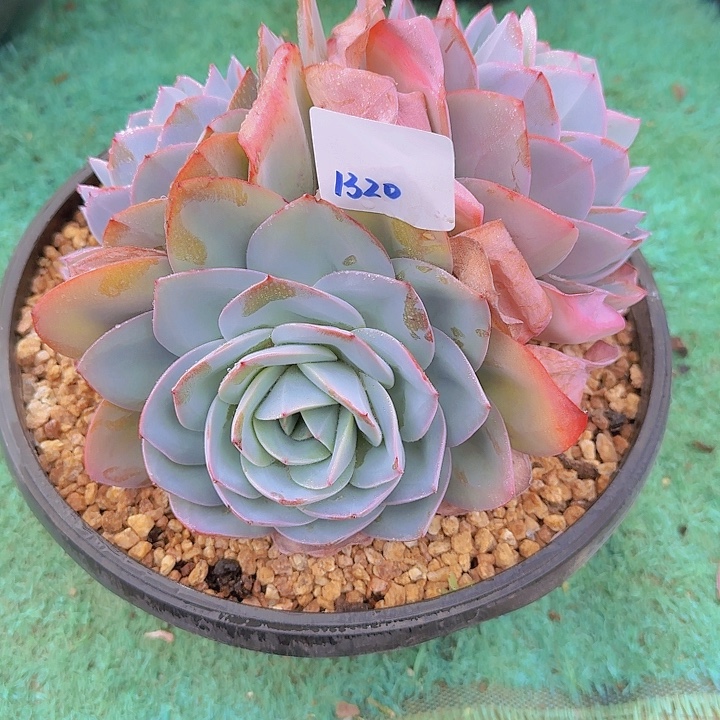 1320布鲁蓝多肉植物