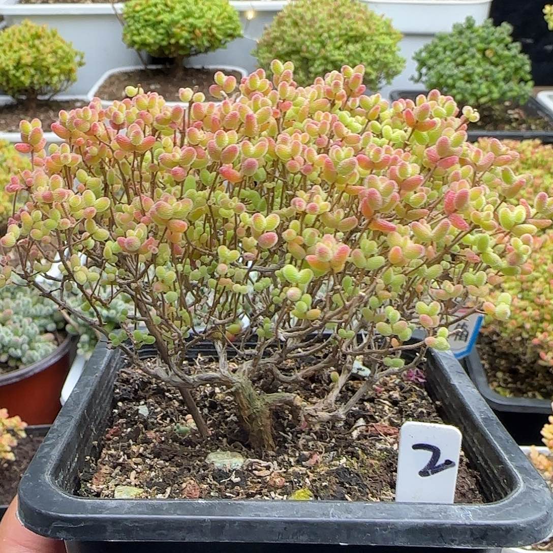 蜜橘糖球一物一拍