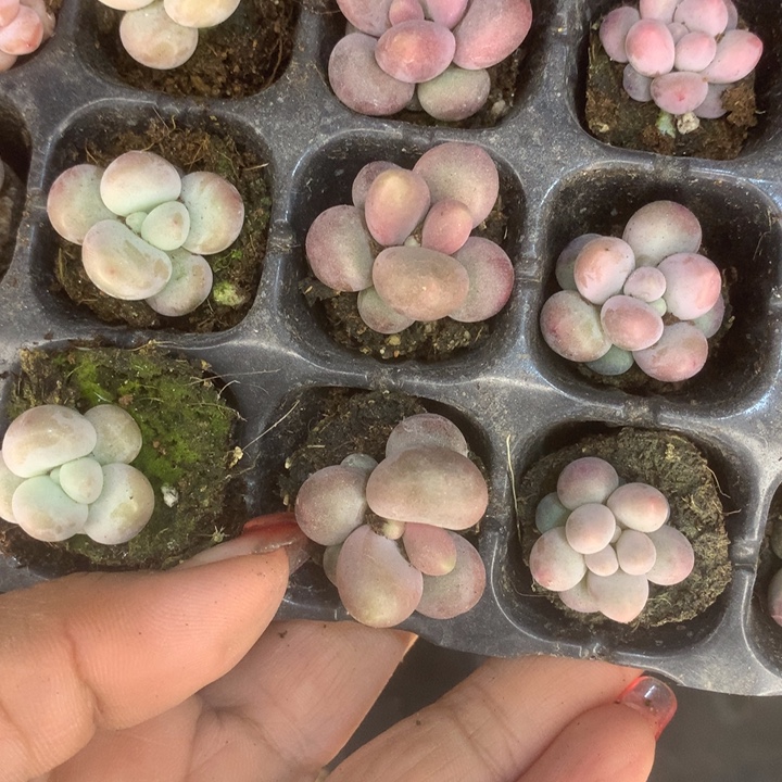 蛋黄3。  糖果3。 彩虹3。包邮