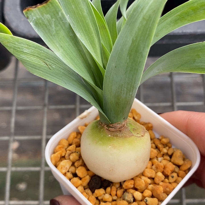 伯克利和格蕾纳等人