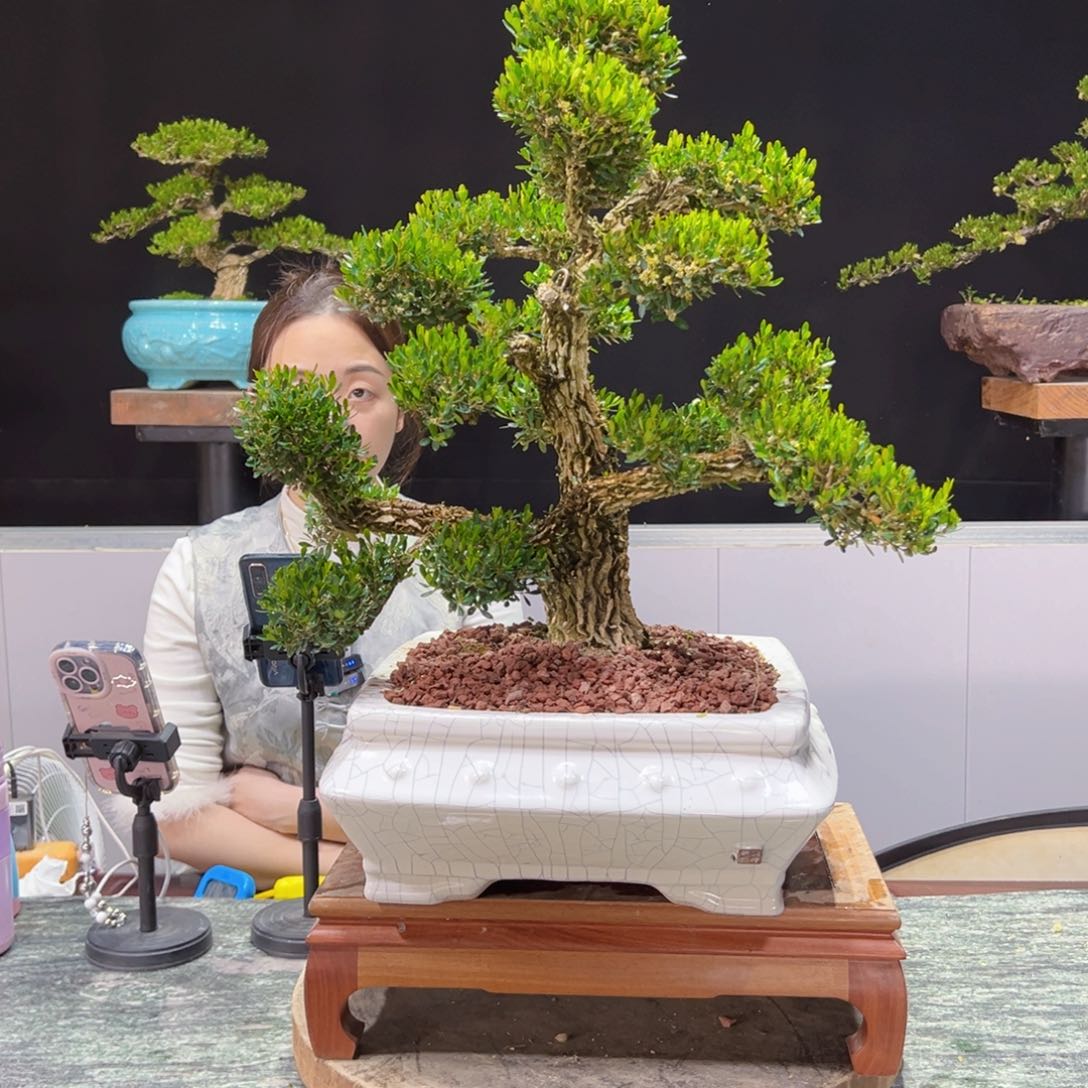 四季常青老桩黄杨盆景