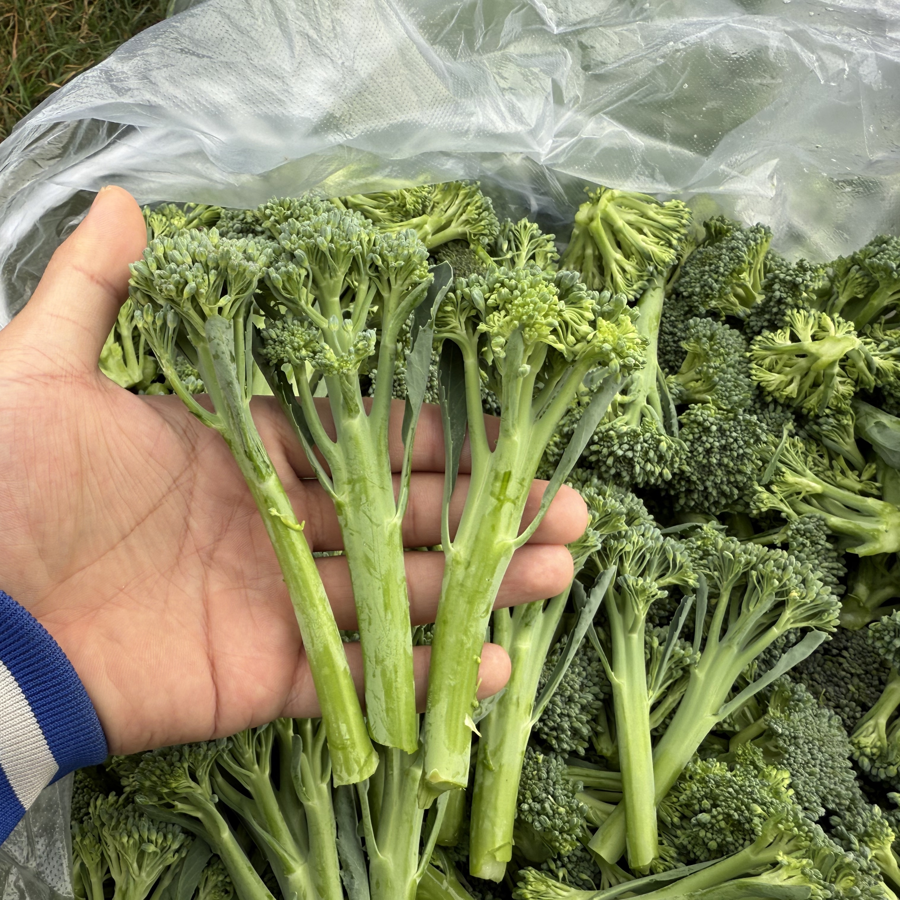 湖北露天自种甜杆西兰苔时令新鲜蔬菜产地直发现摘现发