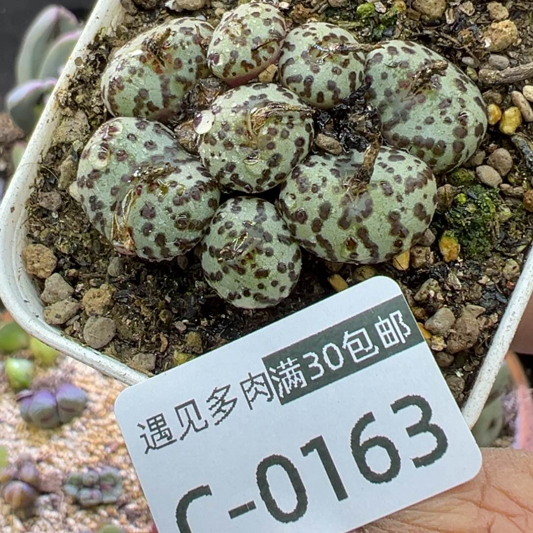 多肉植物1111111111111111