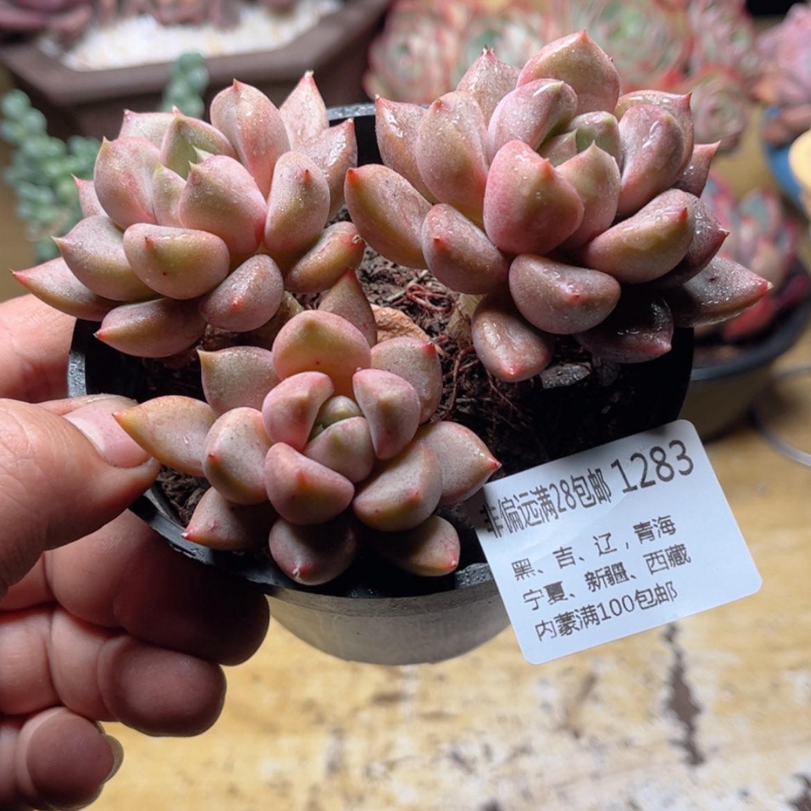 【闪购商品】1283红象牙