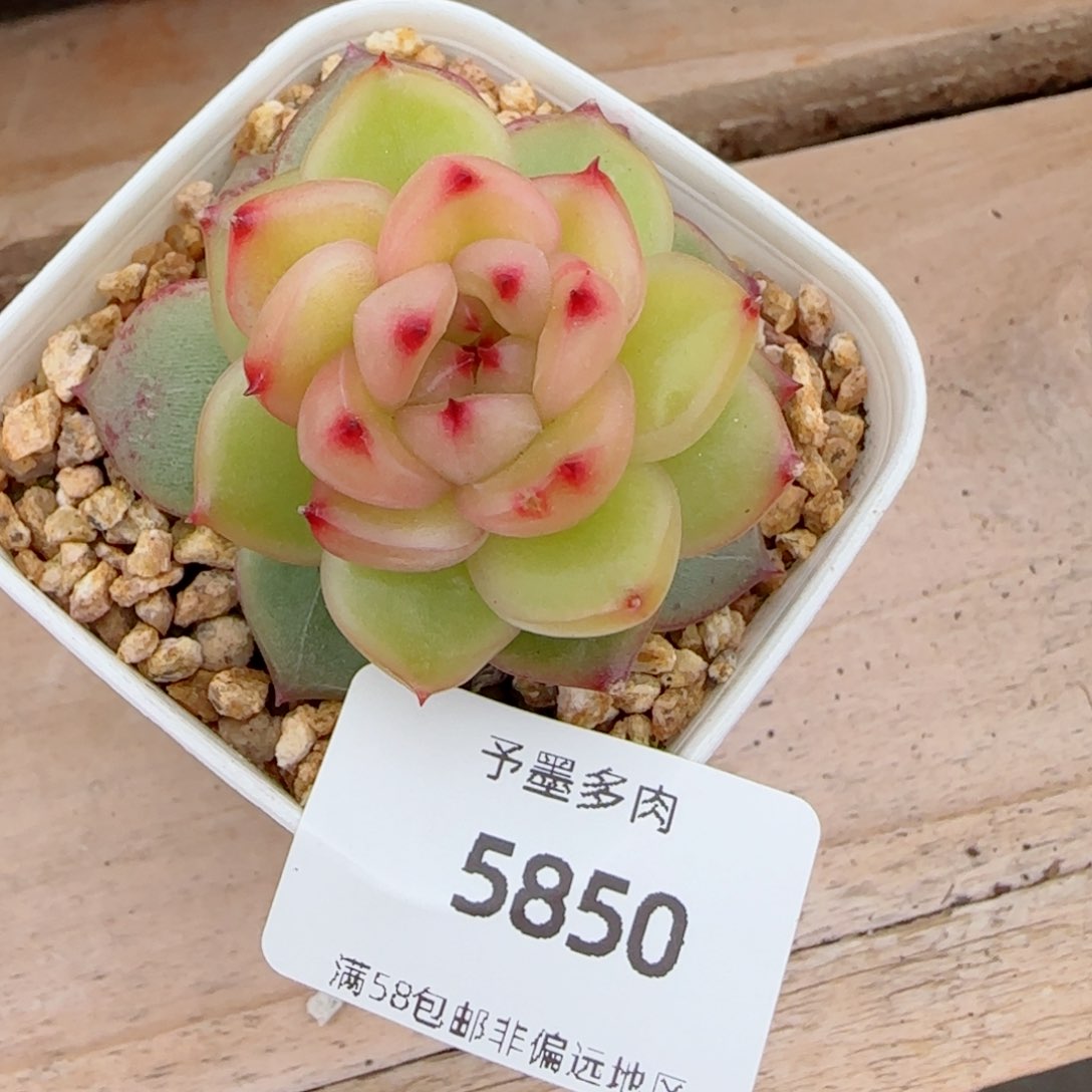 空灵珍妮，5850多肉