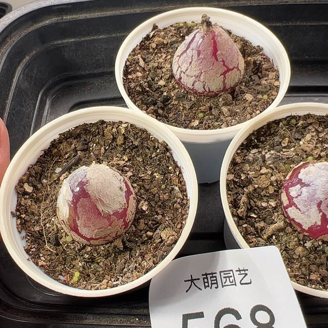 一物一拍。     3颗带盆土发。568