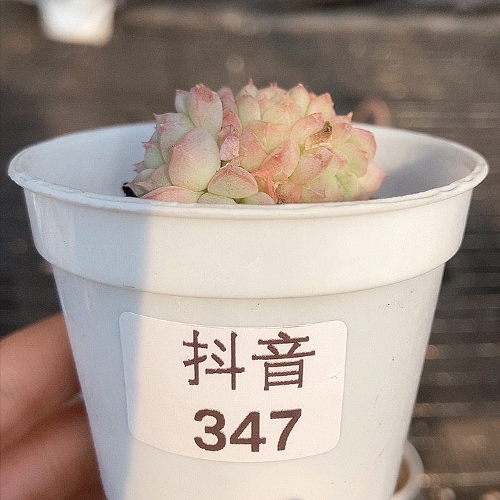 一物一拍满十元包邮发货 347