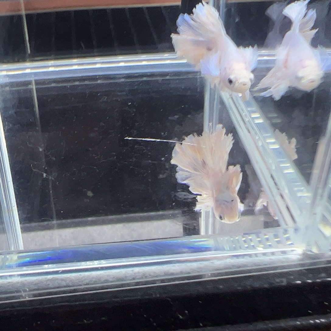 斗鱼编号46直播链接