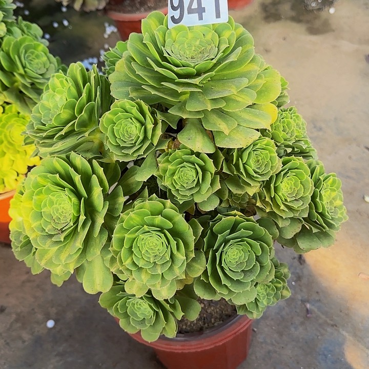 000000000000000941翡翠