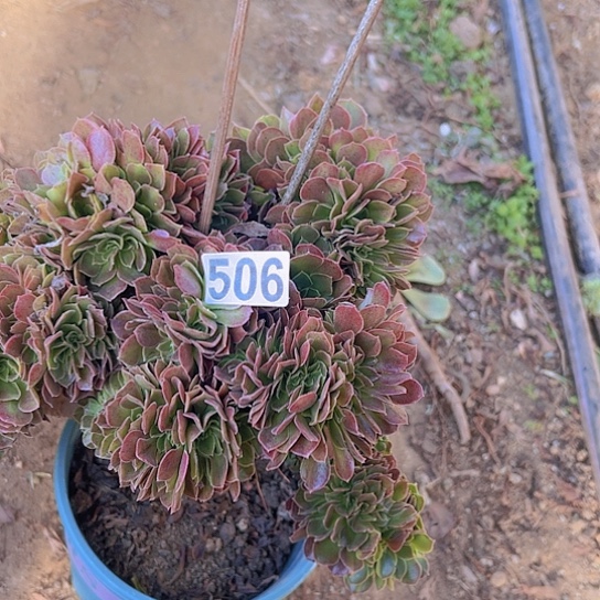 开***心多肉植物一个玫瑰