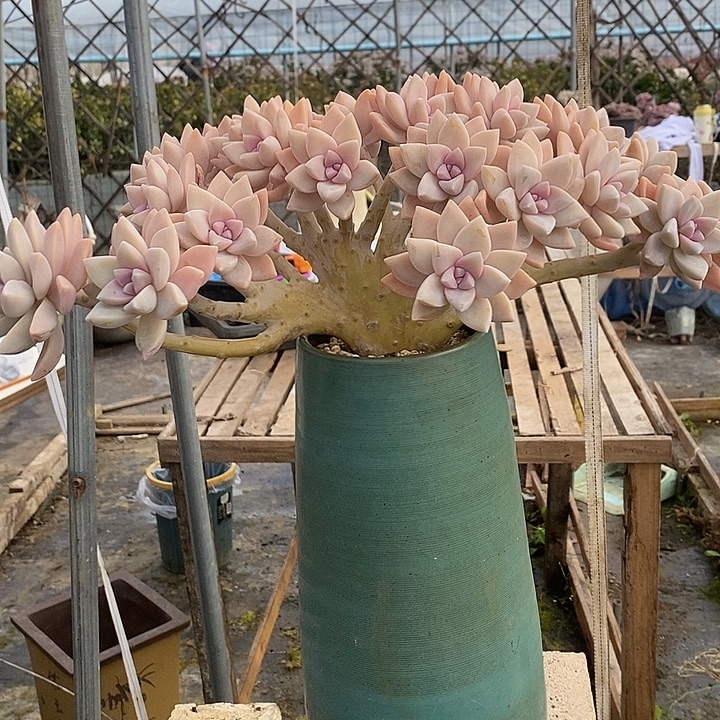 用***6多肉植物肉肉植物