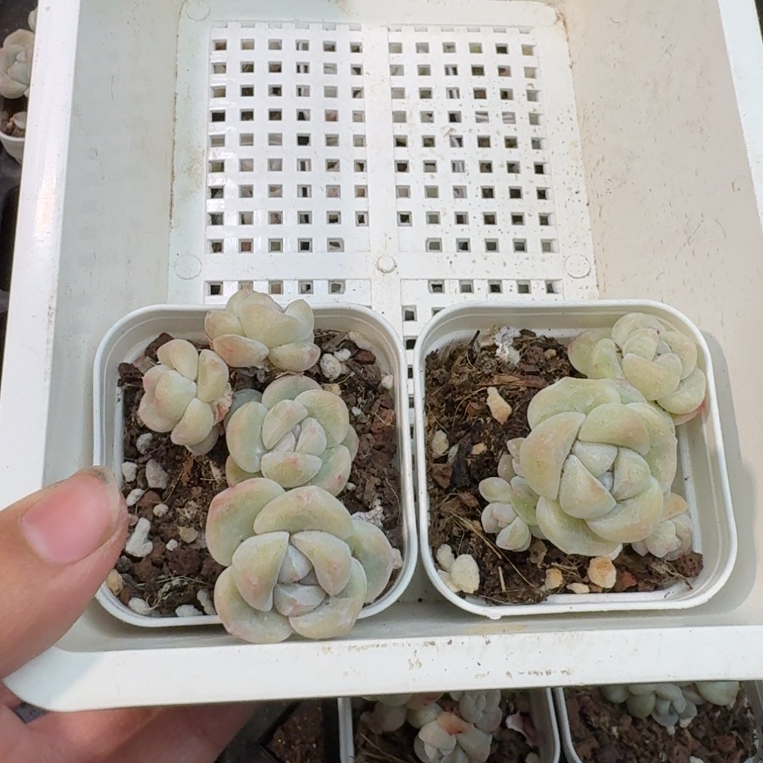 72 号1框江北多肉