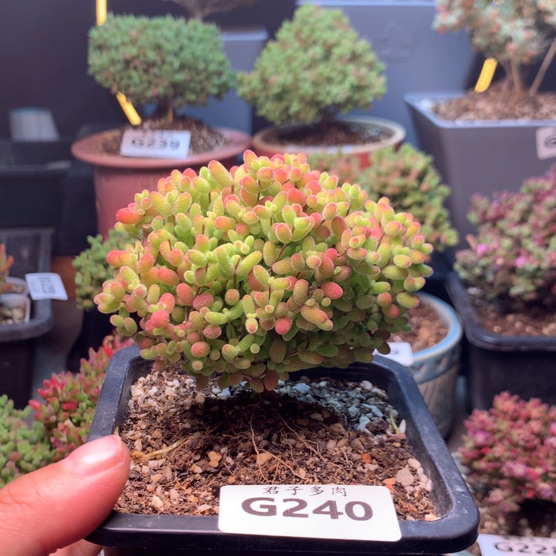 240蜜橘。           