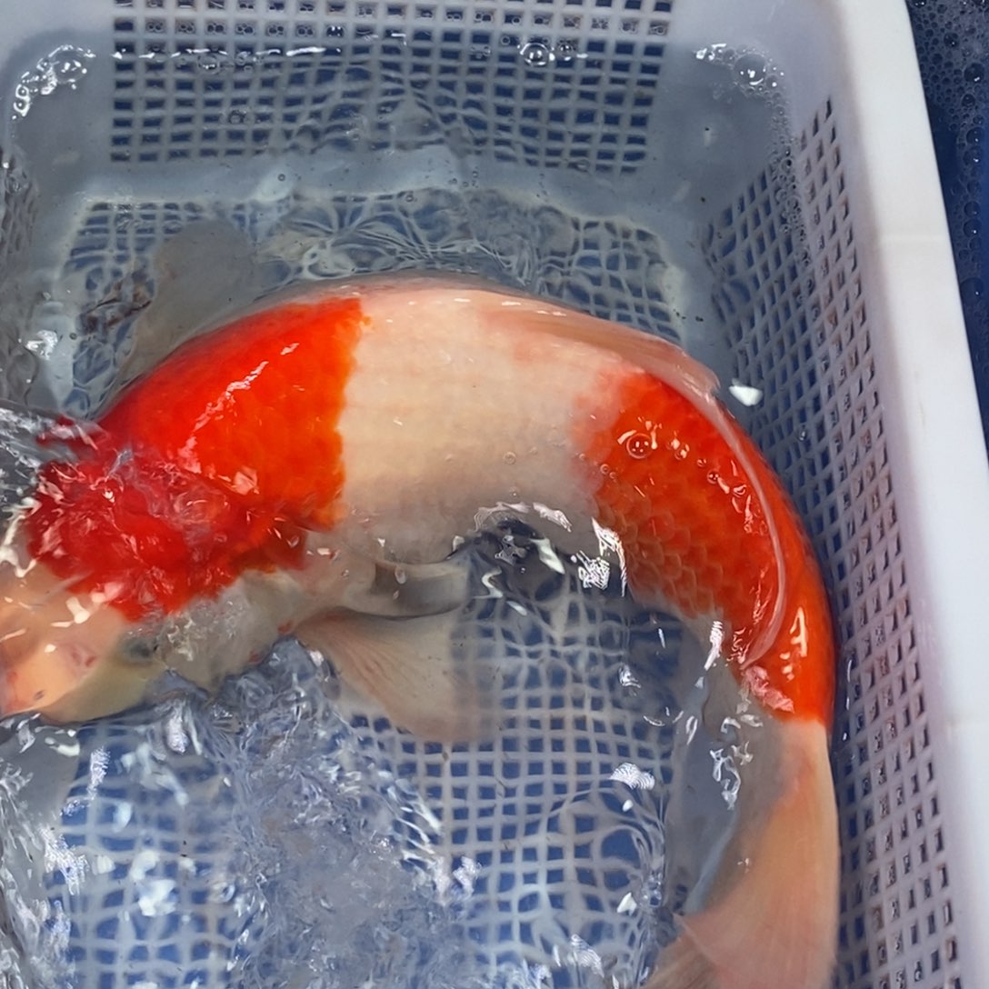锦鲤冷水锦鲤包邮