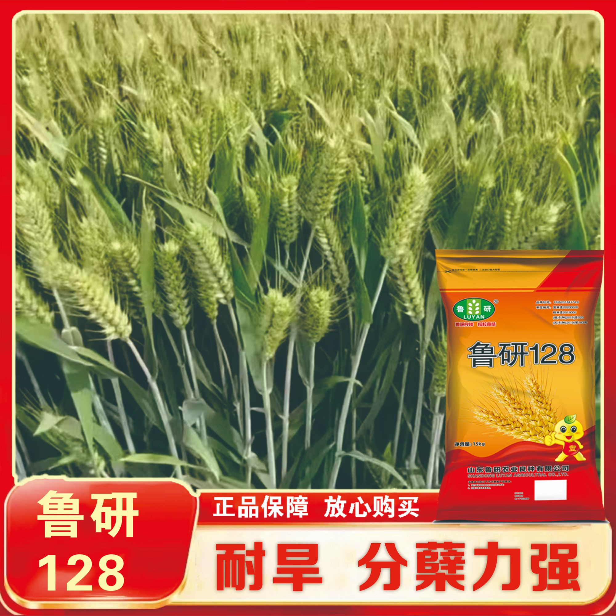 国审鲁研128【英】耐旱抗倒伏分蘖强 抗冻高产小麦种正品保真