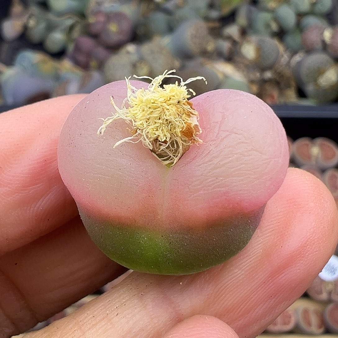 3088是你心爱的粉毛毛