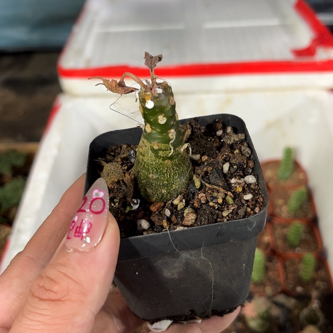 单头琉桑单头发货有根