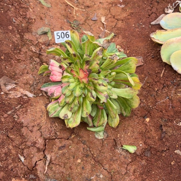 506号知否嫁接捧花
