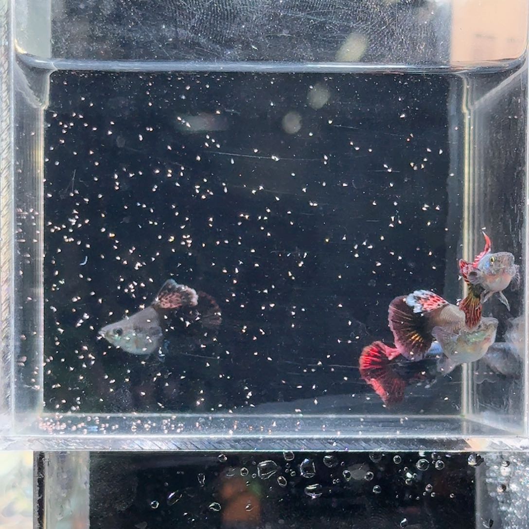 孔雀鱼红龙半月大背球一对 
