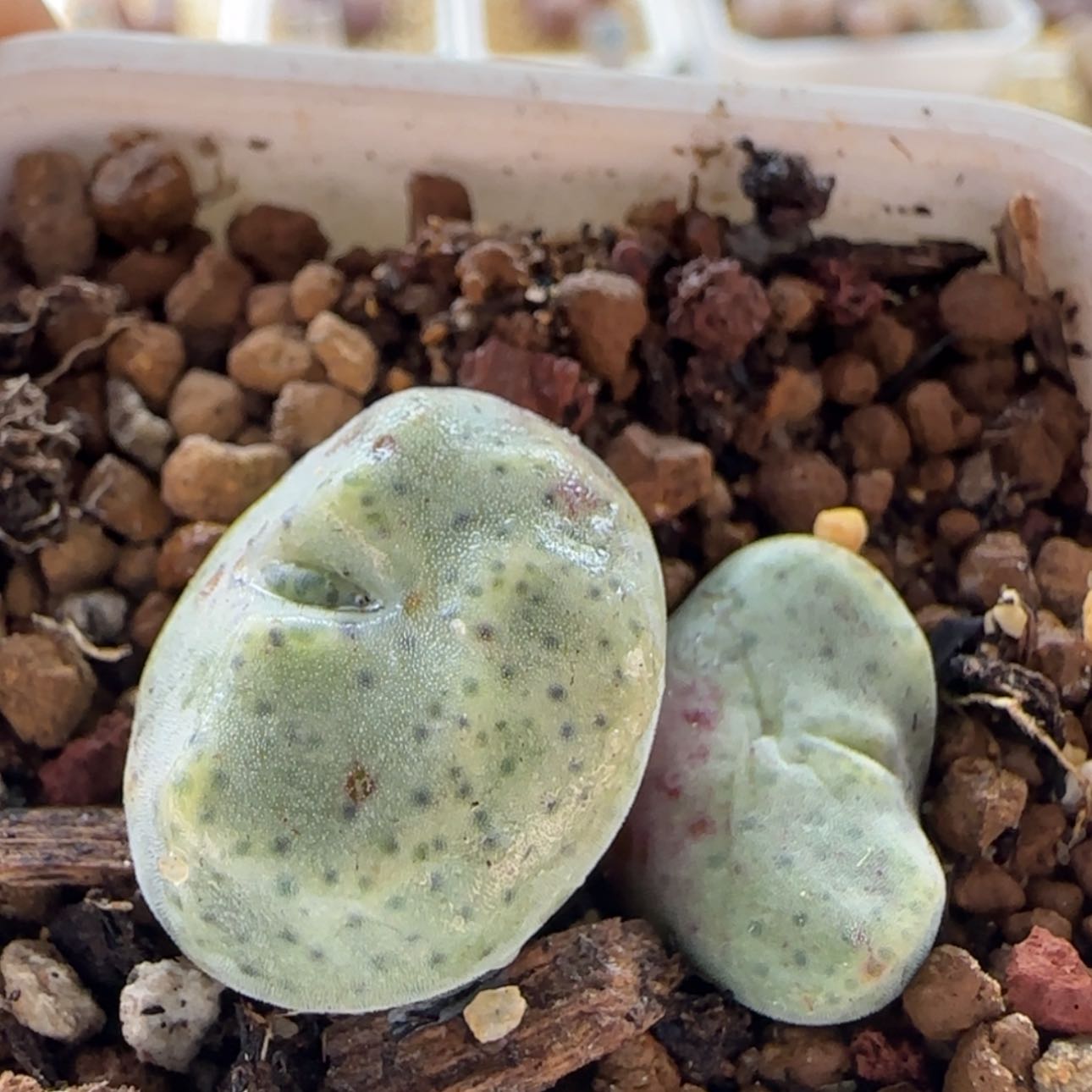 【闪购商品】娜0294绿豆糕    