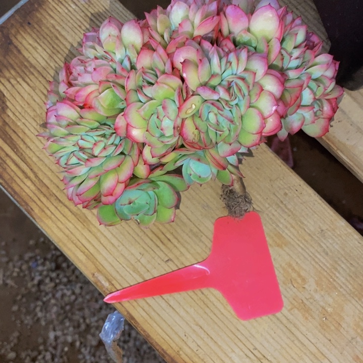 凡***儿这些东西你还没有拿