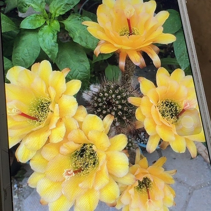 法一侧芽5公分左右毛花柱