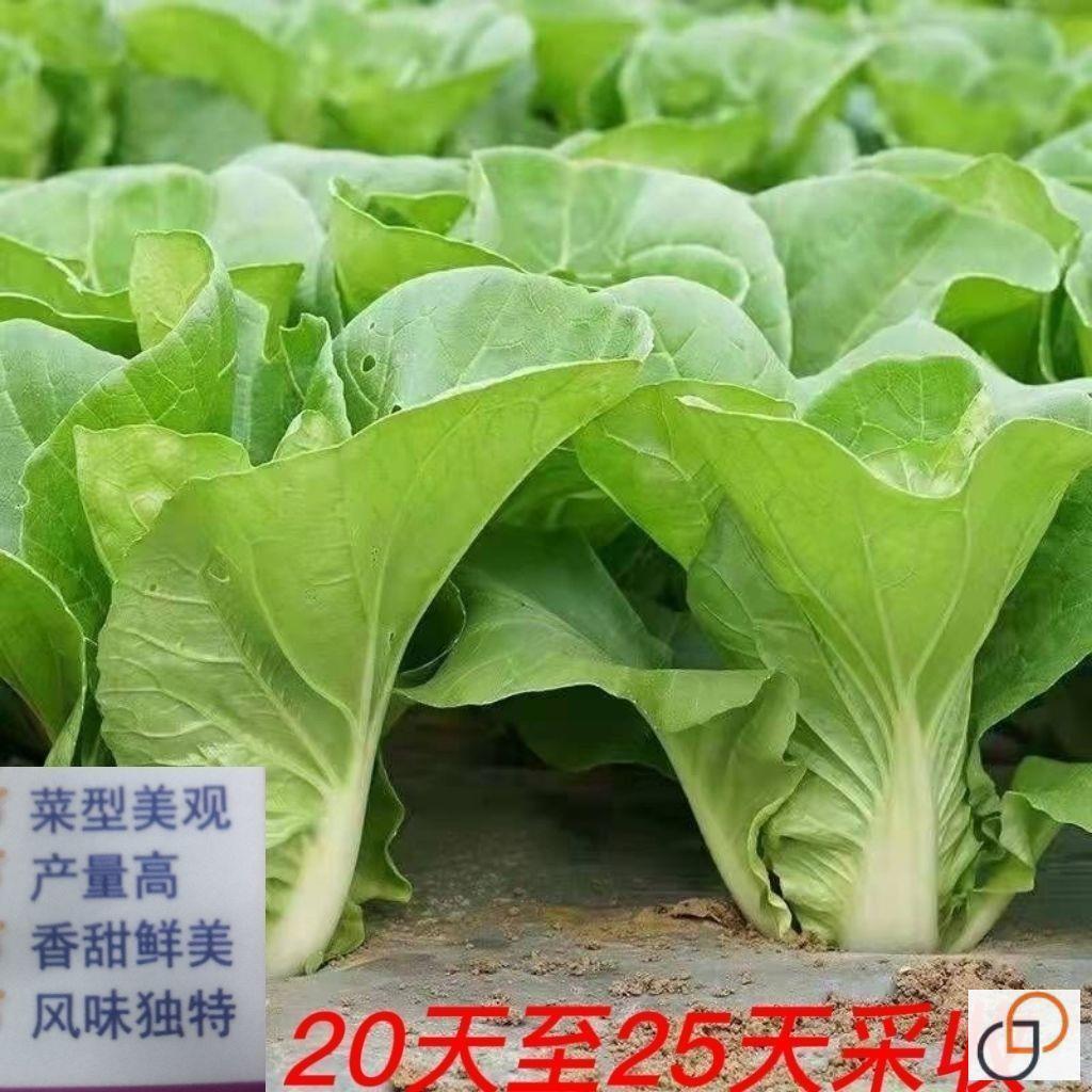 25天速生快菜四季奶油小白菜鲜嫩阳台易播耐热抗病蔬菜种子大全