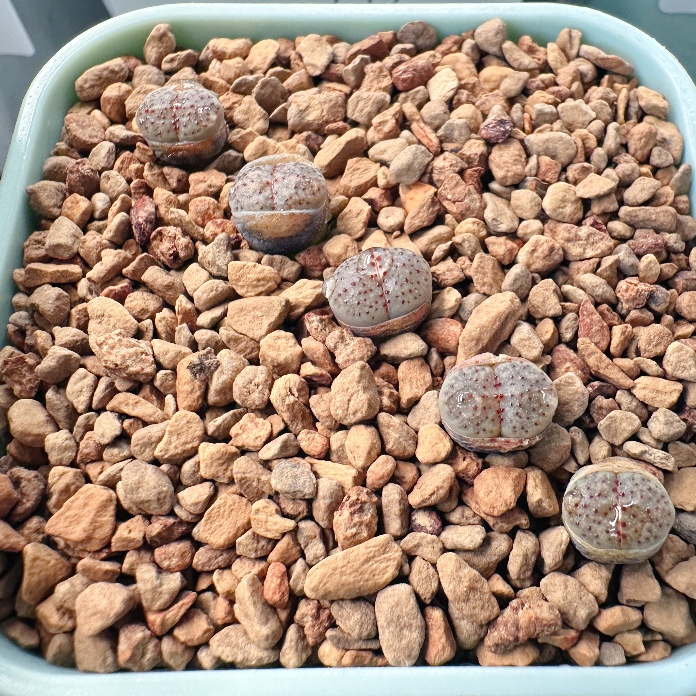 41多肉植物生石花血点一颗