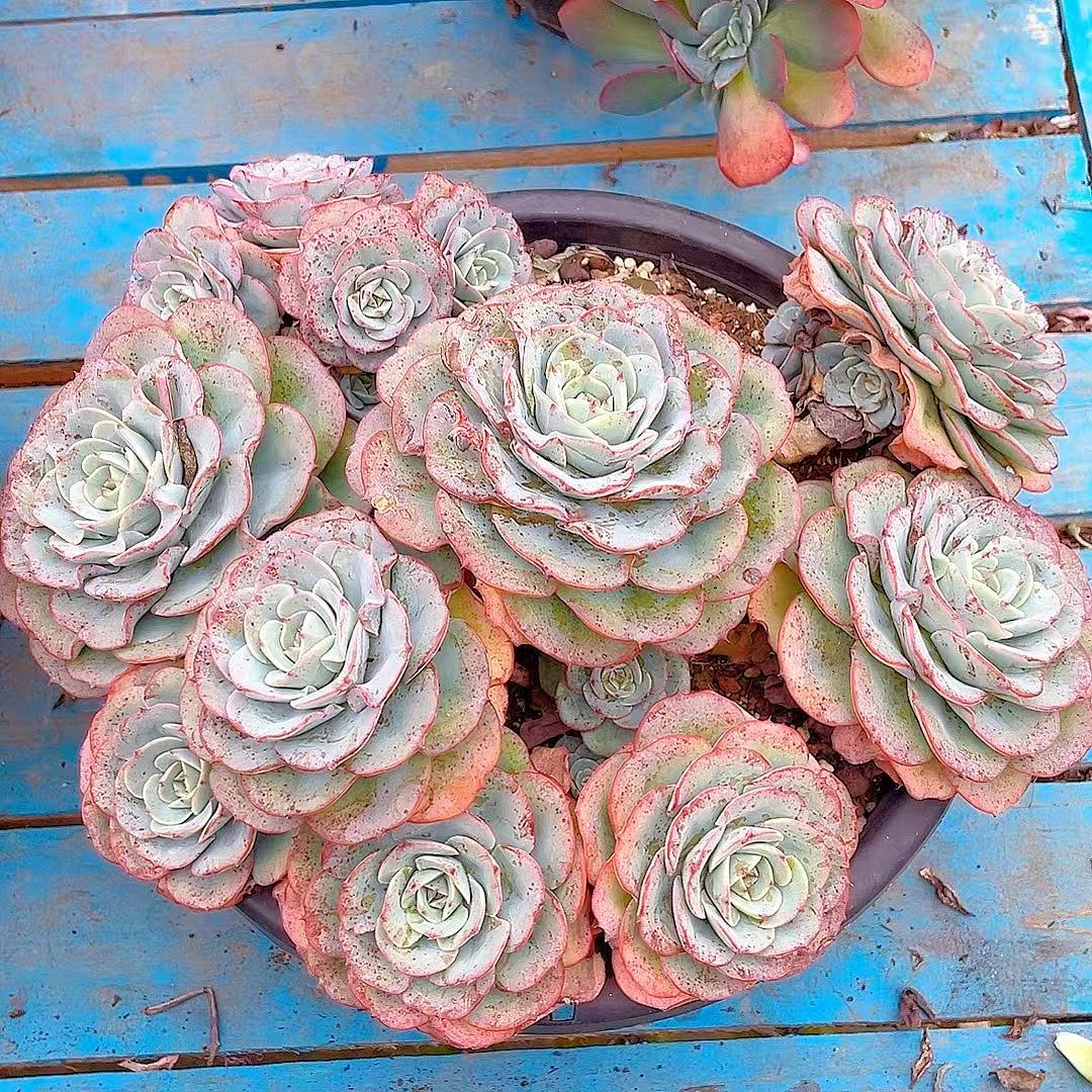 【奶油黄桃】【满19包邮】阳台办公室栽种养护【博哥多肉花园】