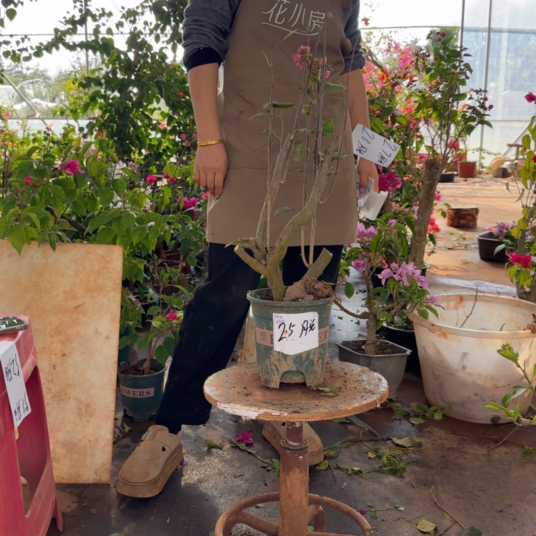 大部分花苞少量开放重瓣粉 25脱