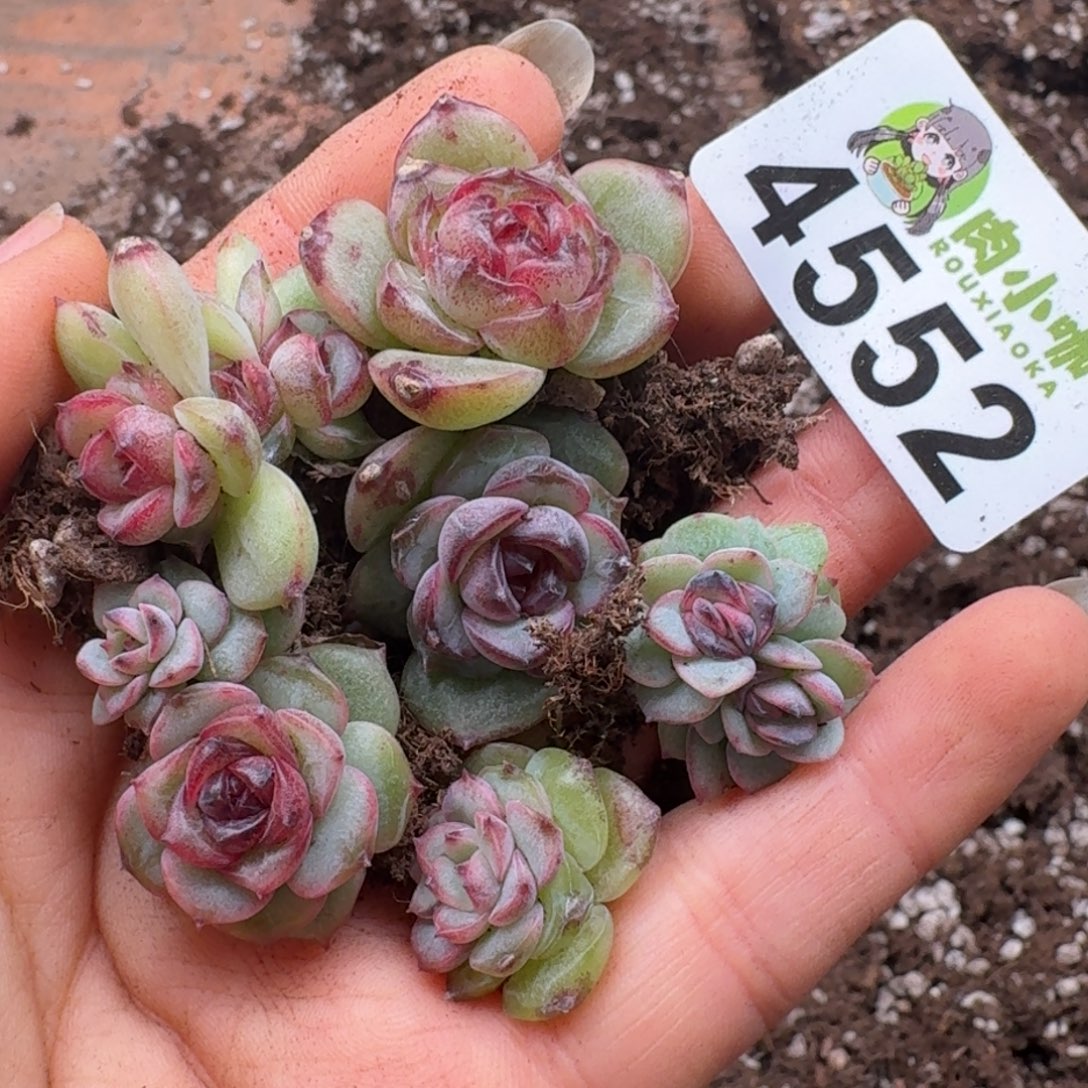 多肉植物多肉植物