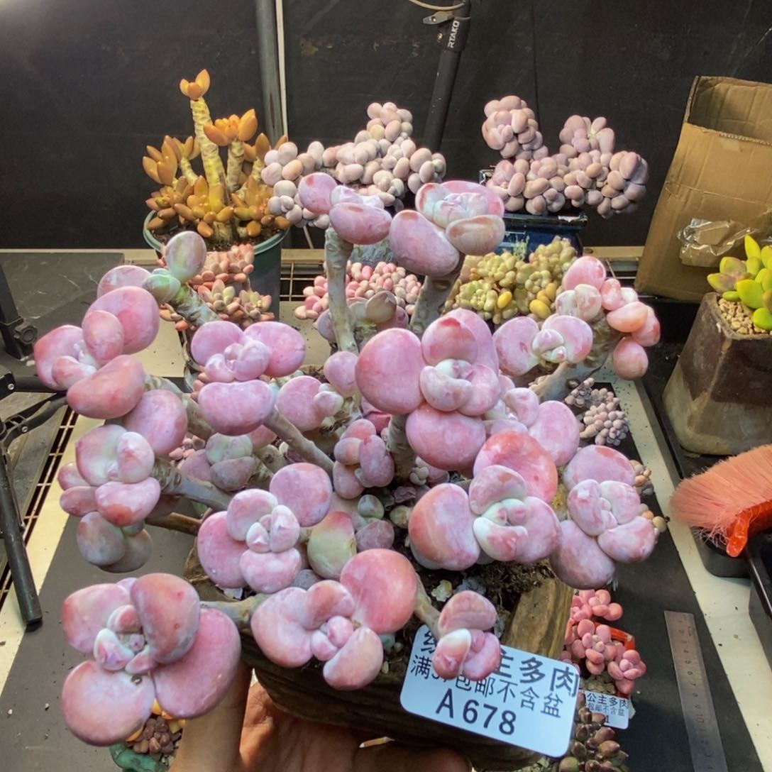 678腰子洛神多肉10c m