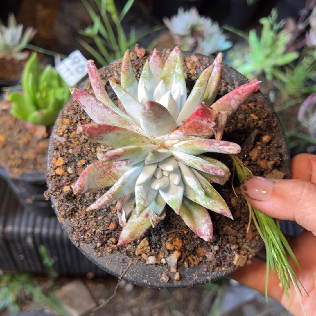 1499哈哈哈哈哈哈哈哈哈