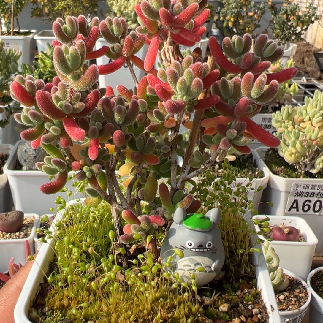 29-696枝干番杏多肉红叶黄锦七方盆一物一拍