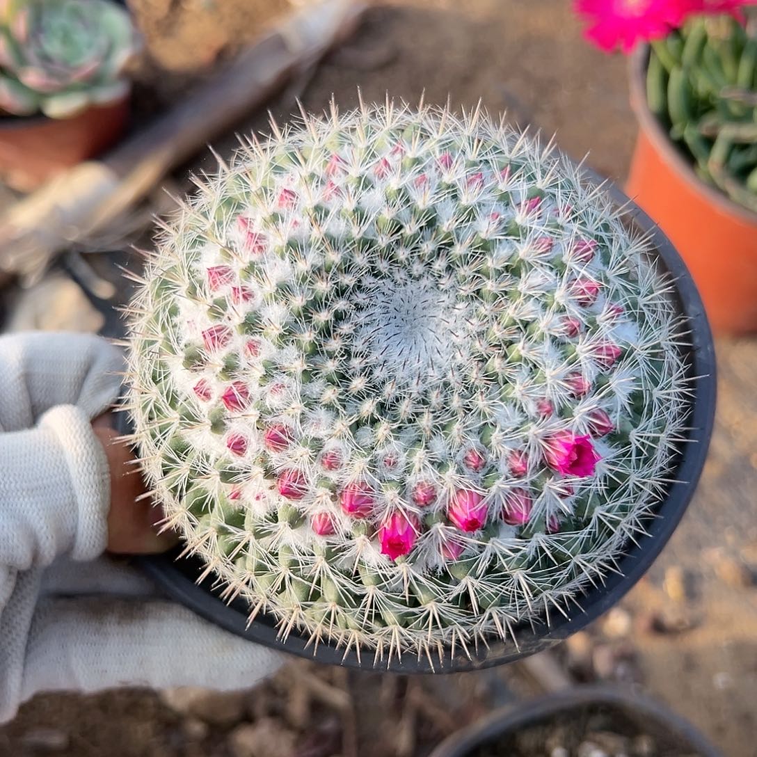 杜呃呃呃呃呃呃呃呃呃